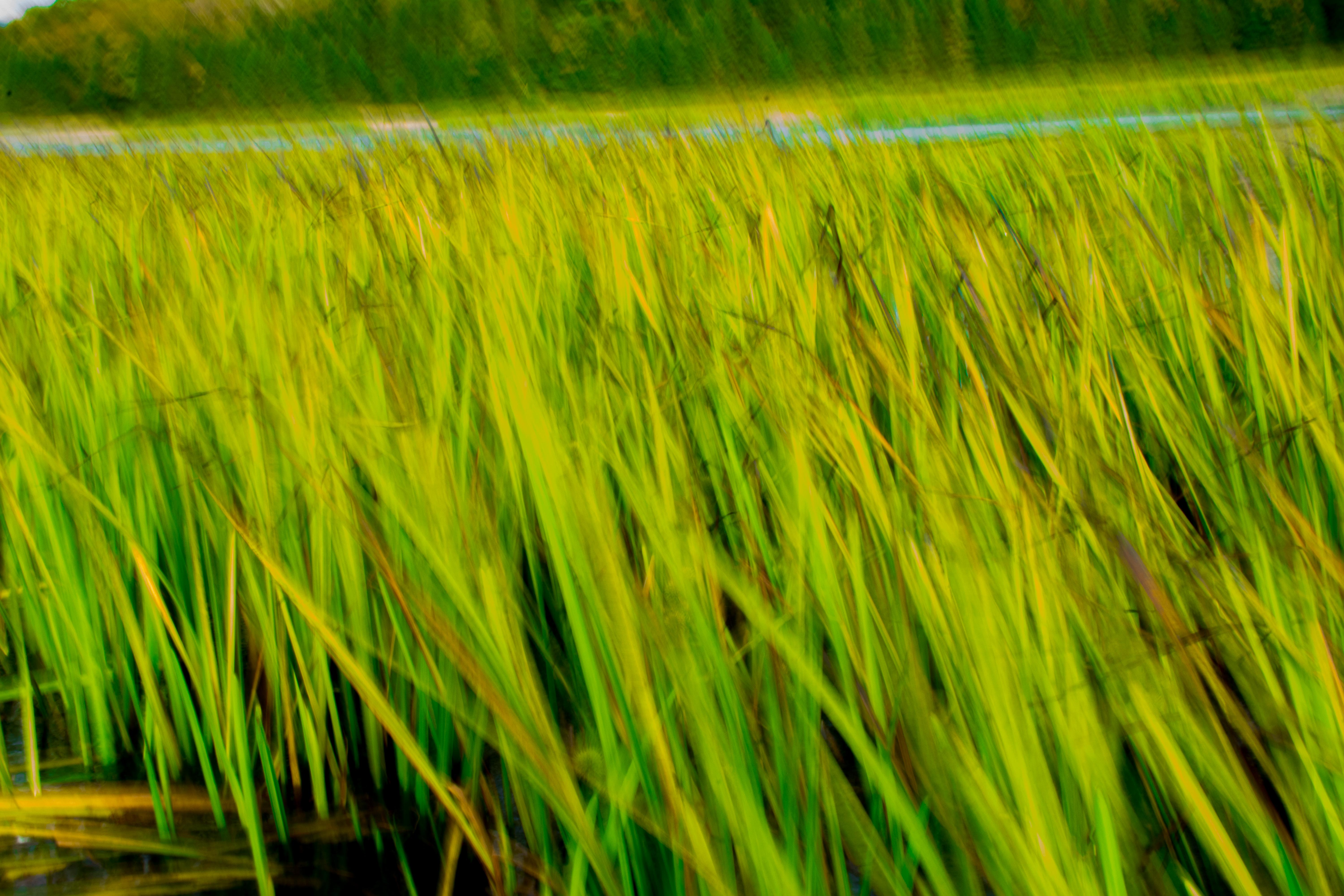 swamp-grass-flow-shutterbug